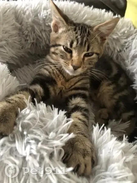 Chaton tigré disparu à Chantepie, rue de Houat - photo