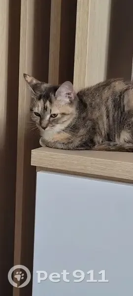 Chat européen femelle perdue à Ermont - photo