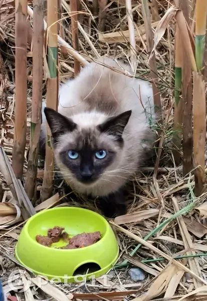 Chatte douce trouvée, habituée intérieur - photo