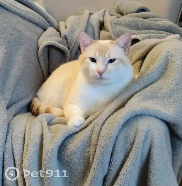 Chat blanc mâle perdu, Allée Paul Rue 1 - photo