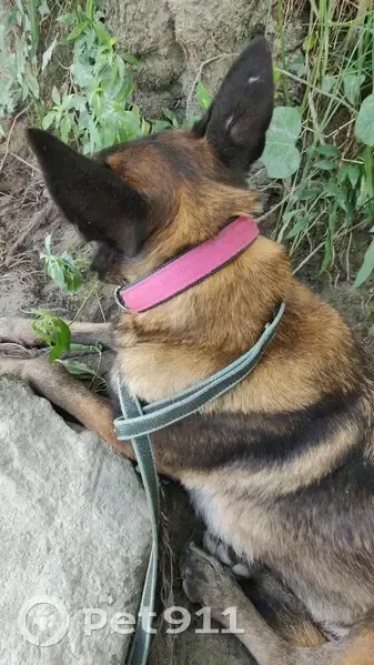Jeune malinois femelle craintive trouvée Lyon - photo