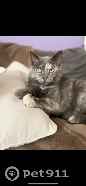 Chatte écaille de tortue perdue à Bordeaux - photo