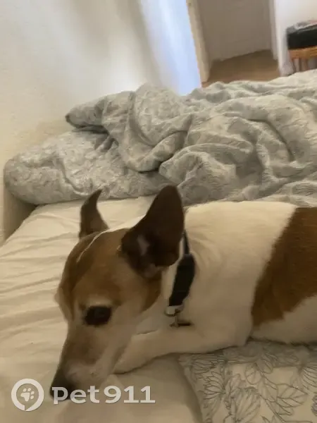 Chien perdu: Jack Russel femelle marron/blanc - photo