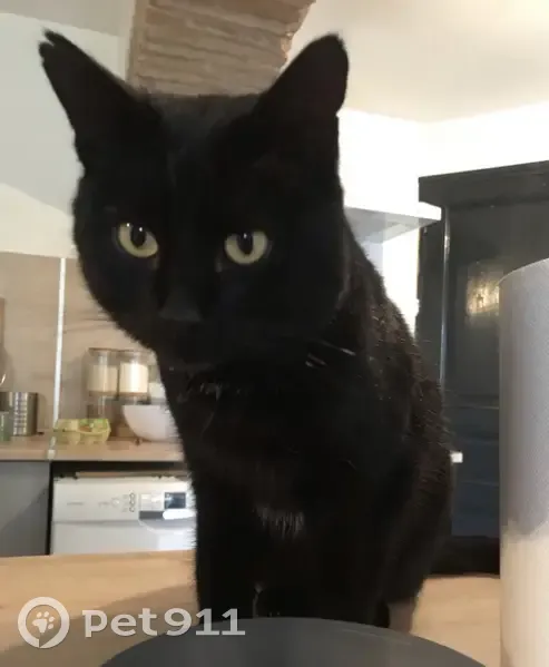 Chat maigre, oreille percée, perdu à Gaillac - photo
