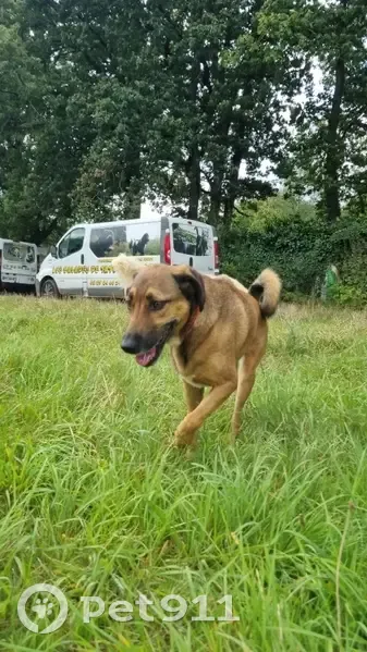 Chienne croisée berger perdue à Marcoussis - photo