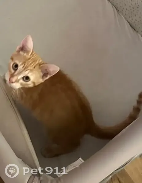 Chaton roux tigré perdu à Taugon - photo