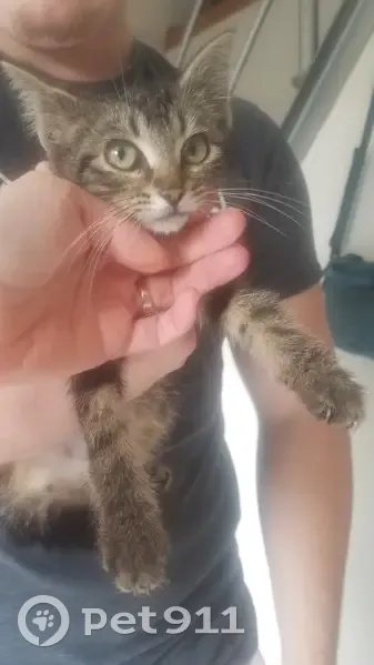Chaton tigre mâle trouvé à Mingoval - photo
