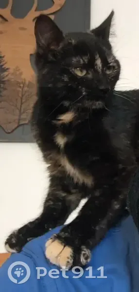 Chatte craintive disparue à Ornacieux - photo