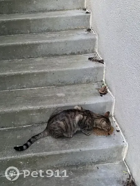Chatte Sokoke trouvée à Bresson - photo