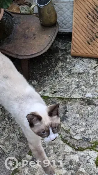 Chats siamois trouvés Rue du Funiculaire - photo