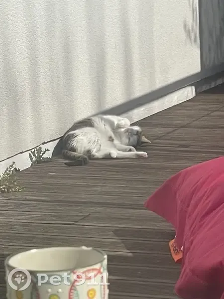 Chat perdu à Coeuilly, Champigny-sur-Marne - photo
