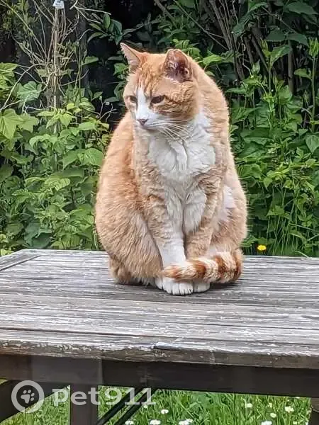 Chat perdu : Django, roux et blanc, 13 ans - photo