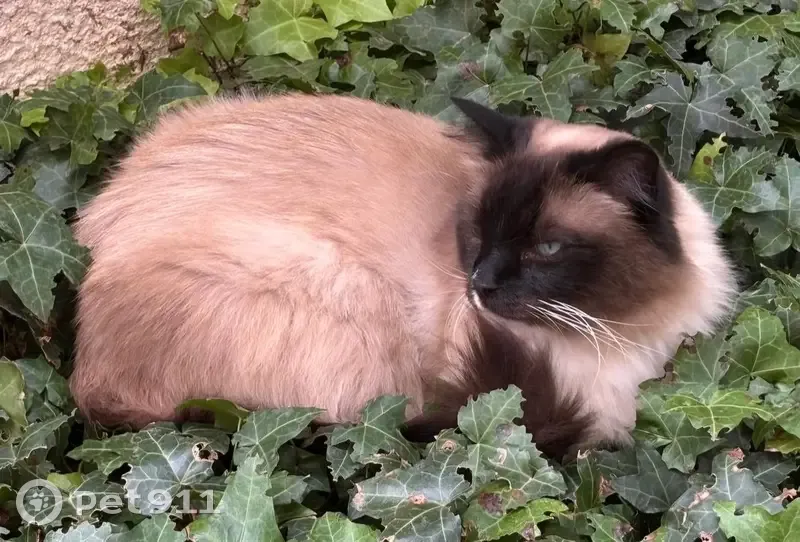 Chat Ragdoll Beige Perdu à Saint-Maur-des-Fossés - photo