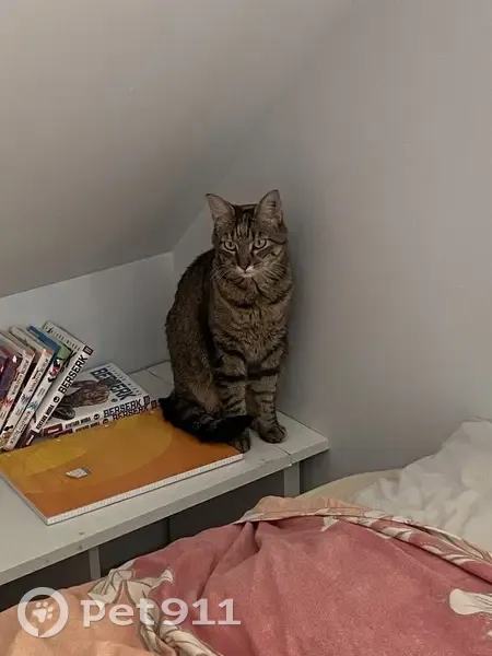 Chatte tigrée foncée 3 ans perdue à Angers - photo