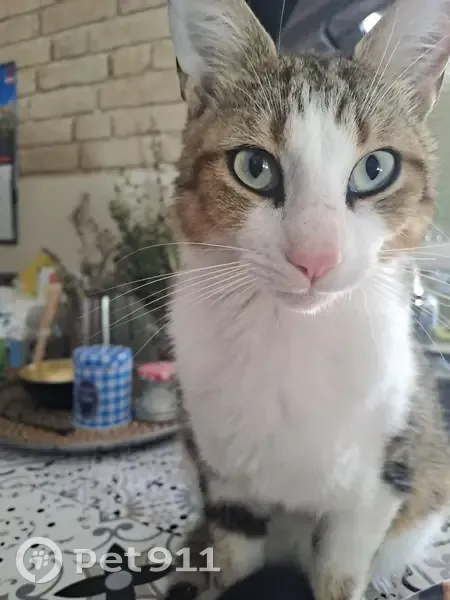Chat mâle disparu, stérilisé, pucé, 2 ans - photo
