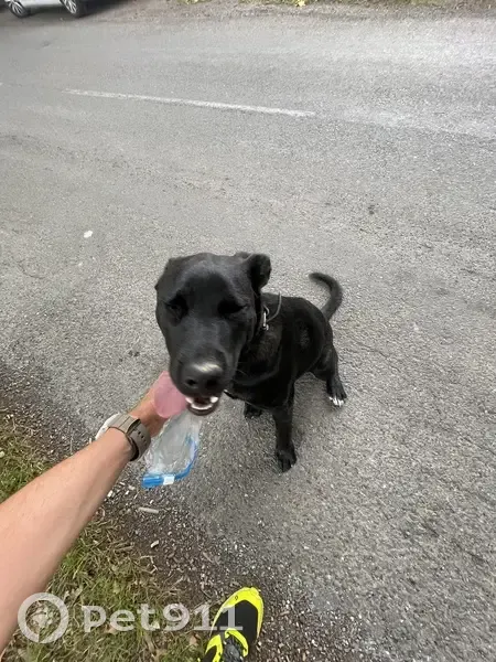Chien noir croisé trouvé à Simorre - photo