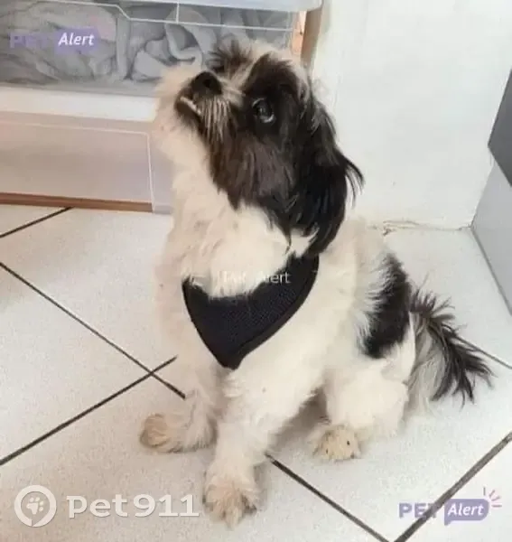 Chien perdu: Roméo, shitsu blanc/noir, Roubaix - photo