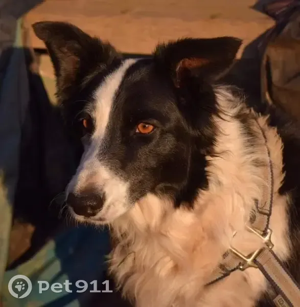 Chien perdu : Border collie noire et blanche - photo