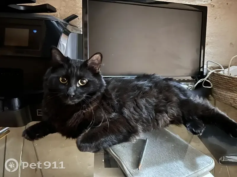 Chat noir femelle 4 ans perdu à Portets - photo