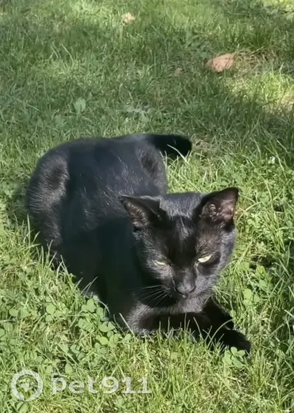 Chat perdu à Pontoise, aide recherchée - photo