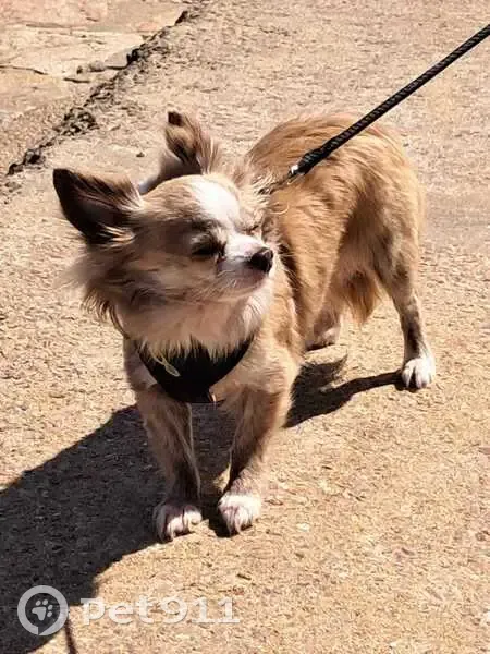 Chihuahua Marron Clair Disparu à Servon - photo