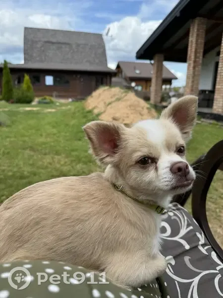 Chiot chihuahua perdu à Treignat - photo