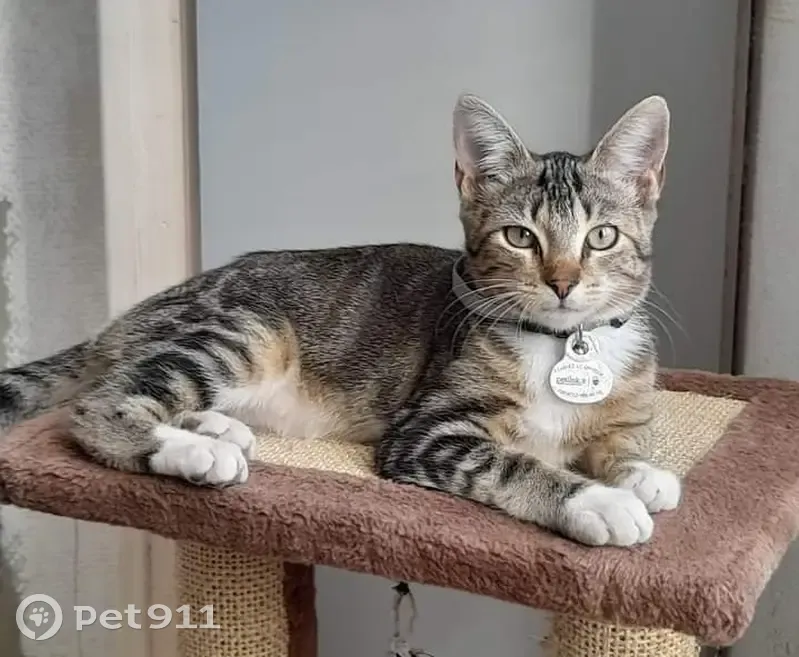 Chatte caline de 16 mois perdue à Échillais - photo