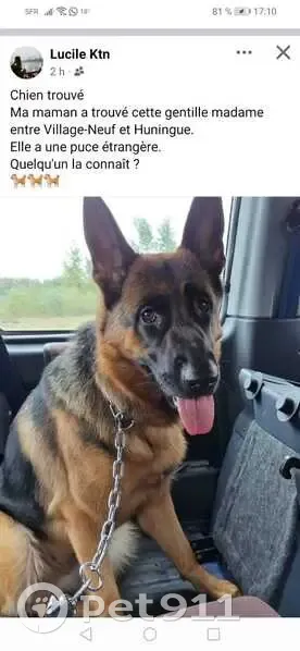 Chienne Berger Allemand pucée trouvée à Village-Neuf - photo