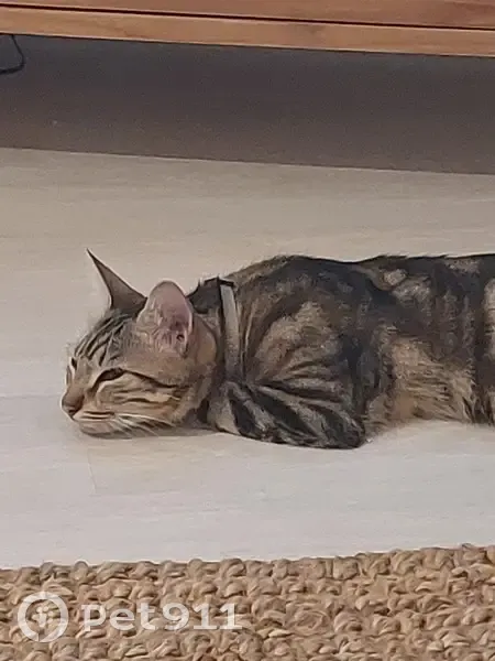 Chat mâle tigré perdu à Annecy - photo