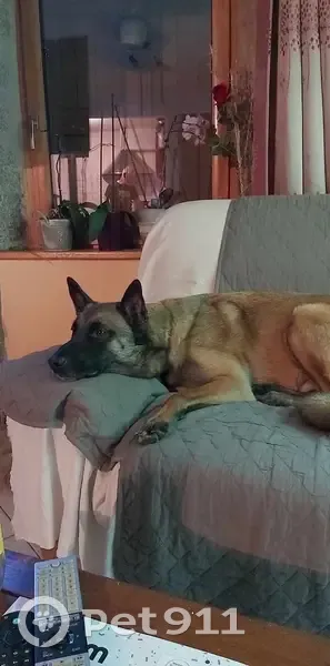 Malinois mâle fauve perdu à Saint-Chély-d'Apcher - photo