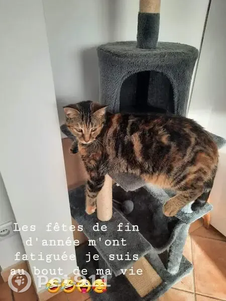 Chat femelle tigrée disparue à Bais - photo