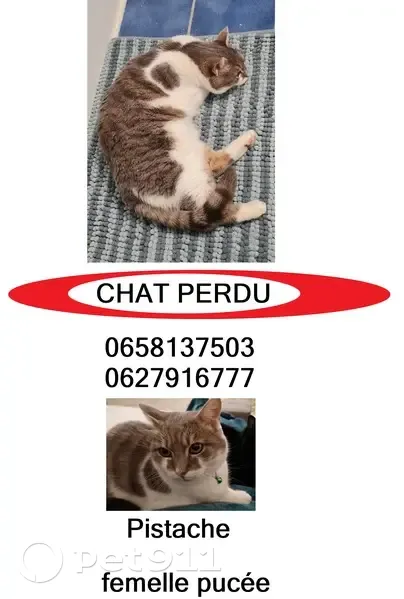 Chatte grise et blanche perdue à Saint-Georges - photo