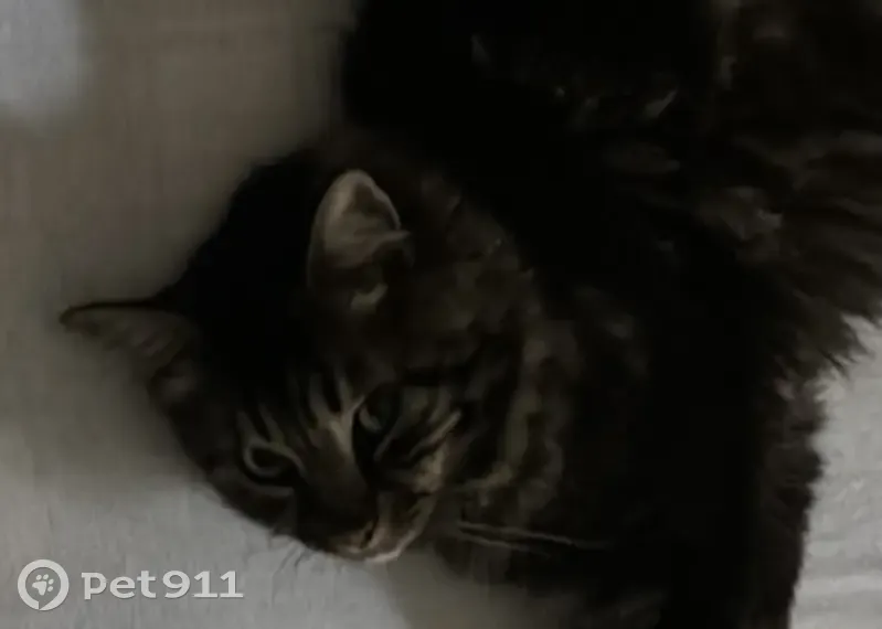 Chat perdu : Lucky, mâle tigre poil mi-long - photo