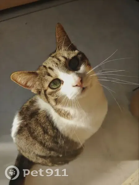 Chatte disparue, poils courts, Rivesaltes - photo