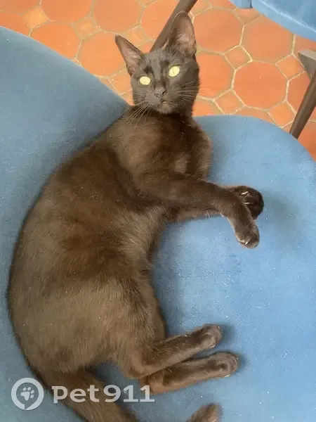 Chat noir femelle trouvé à Andilly - photo