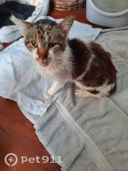 Chat trouvé sans dents, blanc et gris, Carvin - photo