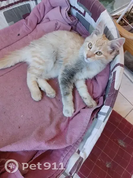 Chatte beige trouvée, Rue du Veau Doré - photo