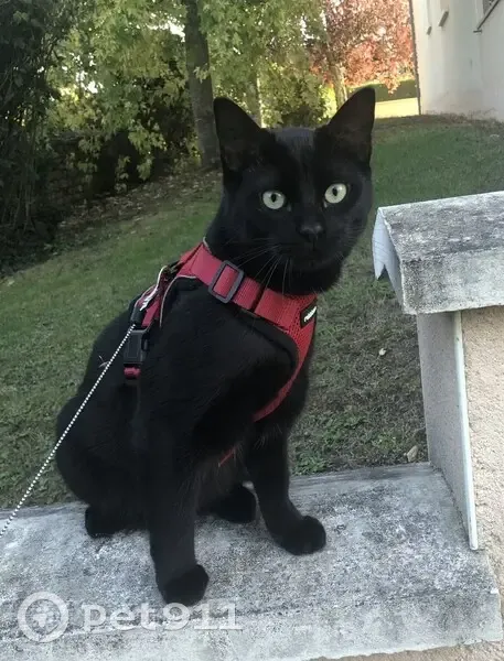 Chat noir de 4 ans perdu à Niort - photo
