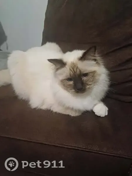 Chat blanc au museau marron disparu à Curtafond - photo