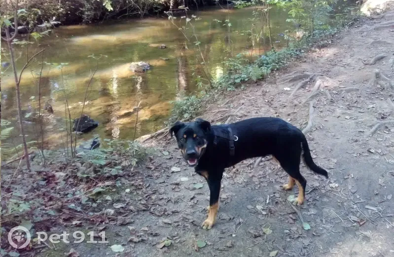 Chien mâle croisé disparu à Limoges - photo