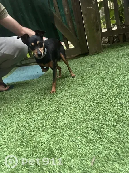 Chien trouvé près du collège Saint Joseph, Nantes - photo