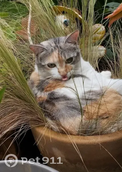 Chatte tricolore disparue à La Roche-Blanche - photo