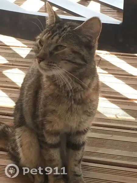 Chat Tigrier trouvé Rue Prémartine, Le Mans - photo