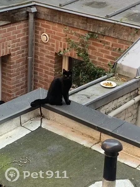 Chat noir bloqué cours intérieures Lille - photo