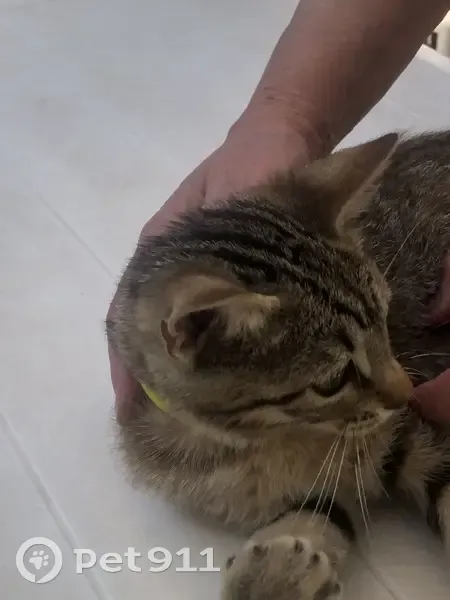 Chaton tigré câlin trouvé à Narbonne - photo