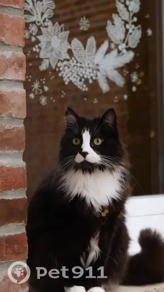 Chat noir perdu, tache blanche sur poitrail - photo