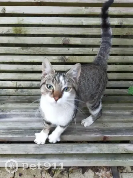 Jeune chat mâle trouvé, rue Flaubert, Fougères - photo