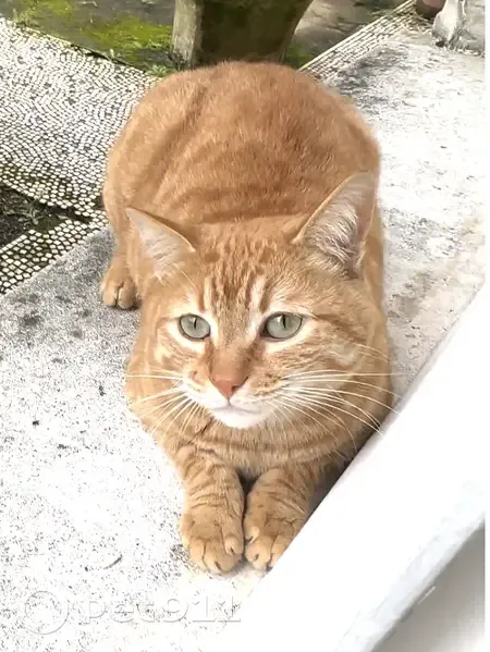 Chat roux disparu, rue Alfred de Vigny, Bordeaux - photo