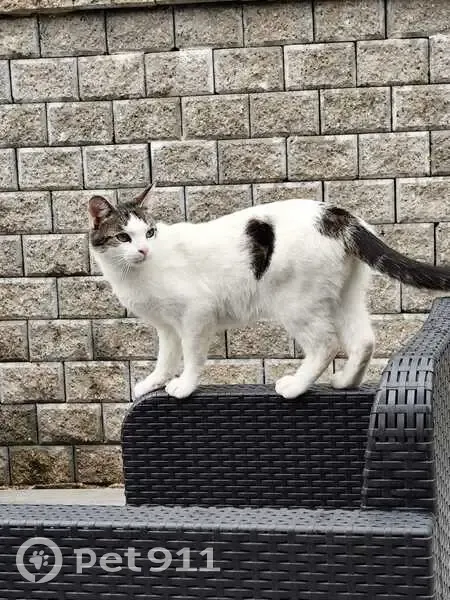 Chat mâle blanc-noir disparu à Sorbiers - photo