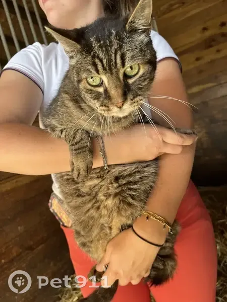 Chat trouvé dans écuries Rue J.J. Rousseau - photo